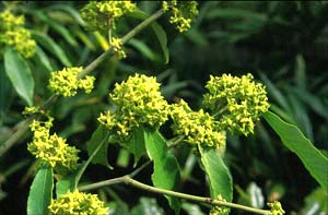 معرفی گل و گیاه/ شمشاد رسمی: Euonymus myrianthus معرفی گل و گیاه/ شمشاد رسمی: Euonymus myrianthus