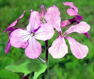 معرفی گل و گیاه/ علف ماه: Lunaria annua معرفی گل و گیاه/ علف ماه: Lunaria annua