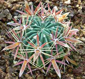 معرفی گل و گیاه/        فروكاكتوس: Ferocactus latispinus