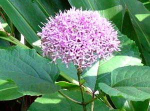 معرفی گل و گیاه >>>>>> کلرودندرون: Clerodendrum bungei معرفی گل و گیاه >>>>>> کلرودندرون: Clerodendrum bungei