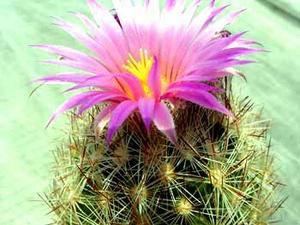 معرفی گل و گیاه >>>>>> كاكتوس كروی: Coryphantha vivipara var arizonica معرفی گل و گیاه >>>>>> كاكتوس كروی: Coryphantha vivipara var arizonica