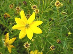 معرفی گل و گیاه >>>>>> كورئوپسیس: Coreopsis Verticillata معرفی گل و گیاه >>>>>> كورئوپسیس: Coreopsis Verticillata