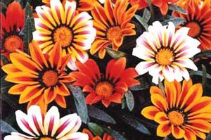 معرفی گل و گیاه >>>>>> گازانیا: Gazania pinnata معرفی گل و گیاه >>>>>> گازانیا: Gazania pinnata