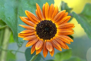 معرفی گل و گیاه >>>>>> گل آفتابگردان مخملی: HelianthusVelvet Queen معرفی گل و گیاه >>>>>> گل آفتابگردان مخملی: HelianthusVelvet Queen