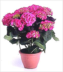 معرفی گل و گیاه >>>>>> گل ادریسی معرفی گل و گیاه >>>>>> گل ادریسی