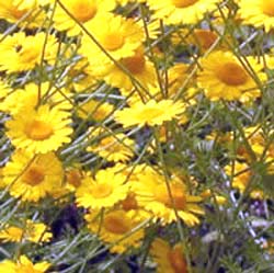 معرفی گل و گیاه >>>>>> گل بابونه: Anthemis tinctoria معرفی گل و گیاه >>>>>> گل بابونه: Anthemis tinctoria