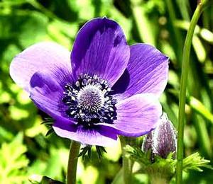 معرفی گل و گیاه >>>>>> گل باد: Anemone coronaria معرفی گل و گیاه >>>>>> گل باد: Anemone coronaria