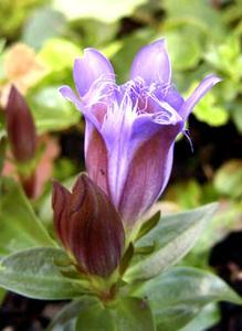 معرفی گل و گیاه >>>>>> گل سپاس كوهستانی: Gentiana septemfida