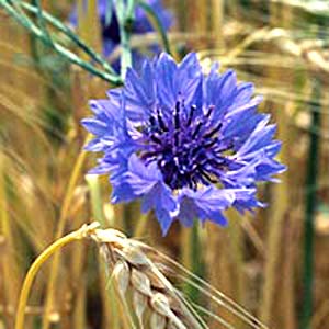 معرفی گل و گیاه >>>>>> گل گندم: Centaurea hypoleucajohncoutts