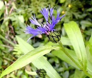 معرفی گل و گیاه >>>>>> گل گندم كوهی: Centaurea Montana