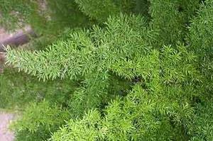 معرفی گل و گیاه >>>>>> گیاه شویدی: Asparagus densiflorus