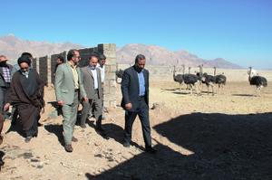 گزارش تصویری بازدید فرماندار از مجتمع پرورش شتر مرغ