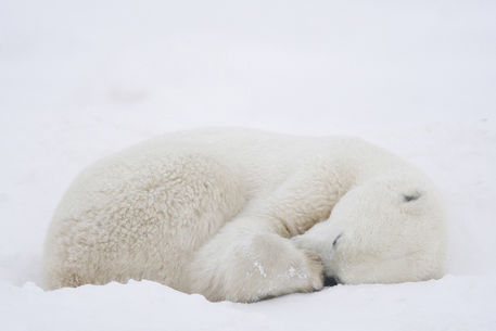 آدم‌ها هم از خواب زمستانی بیدار می‌شوند