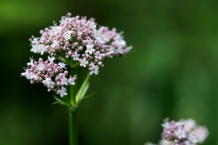 سنبل‌الطیب چه خواص درمانی دارد؟