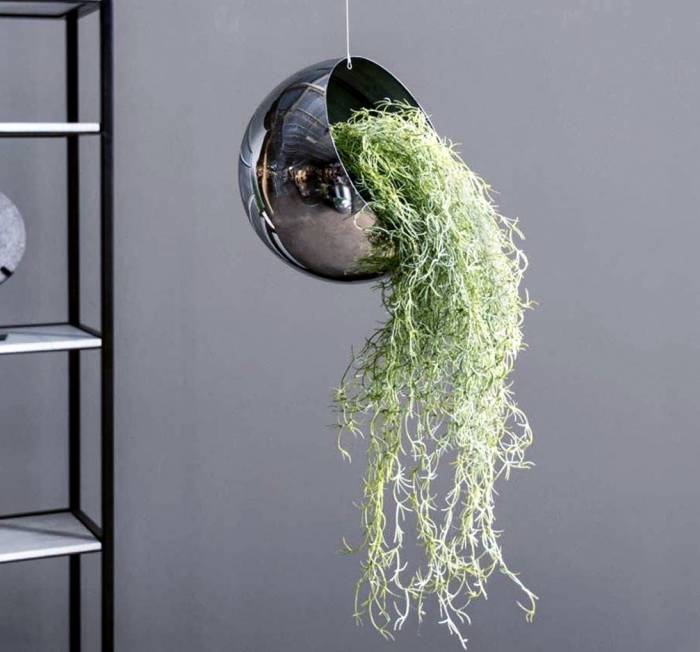 شرایط لازم برای پرورش و نگهداری خزه اسپانیایی