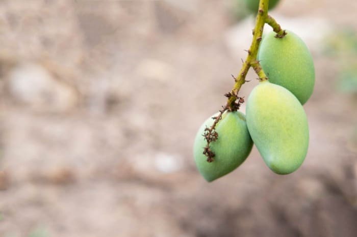 یک دنیا خاصیت برای نوبرانه گران‌قیمت این روزها