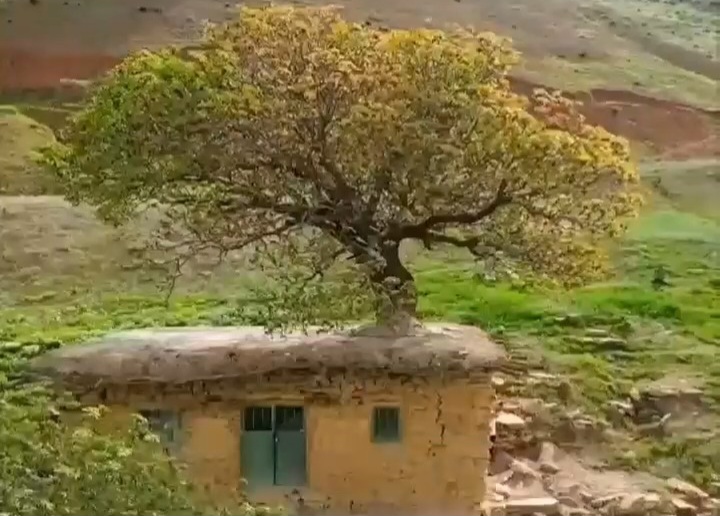 فیلم| رشد غیر منتظره و عجیب درخت از دل یک سقف!